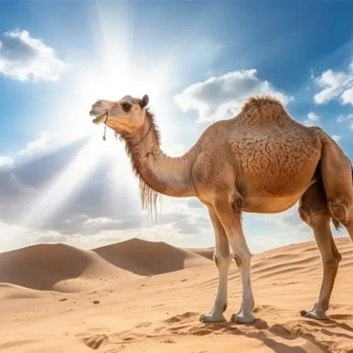 kser_ait_ben_haddou_ethnic_morocco_tours_trips