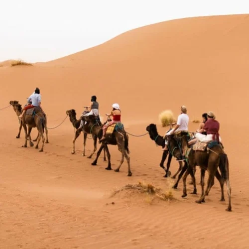 Ethnic-erg Chegaga camel