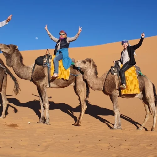 camel-merzouga-ethnic-morocco-tours-trip-to-morocco